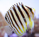 BANDED ANGEL