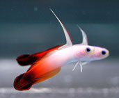 FIREFISH