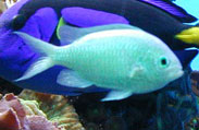 GREEN CHROMIS