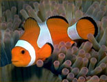 OCELLARIS CLOWNFISH